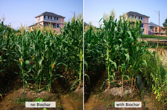 Biochar test plot 