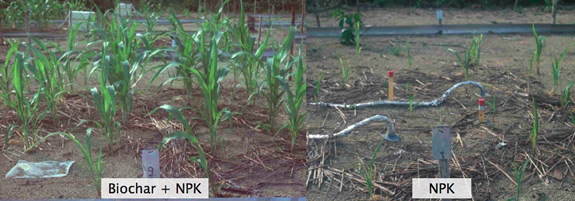 Biochar test plot